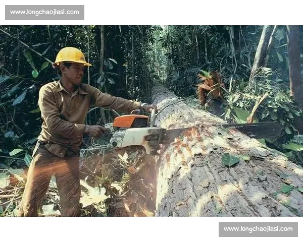 国外高效伐木：技术如何做到省时省力？